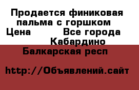 Продается финиковая пальма с горшком › Цена ­ 600 - Все города  »    . Кабардино-Балкарская респ.